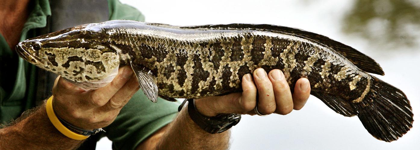 Snake head fish